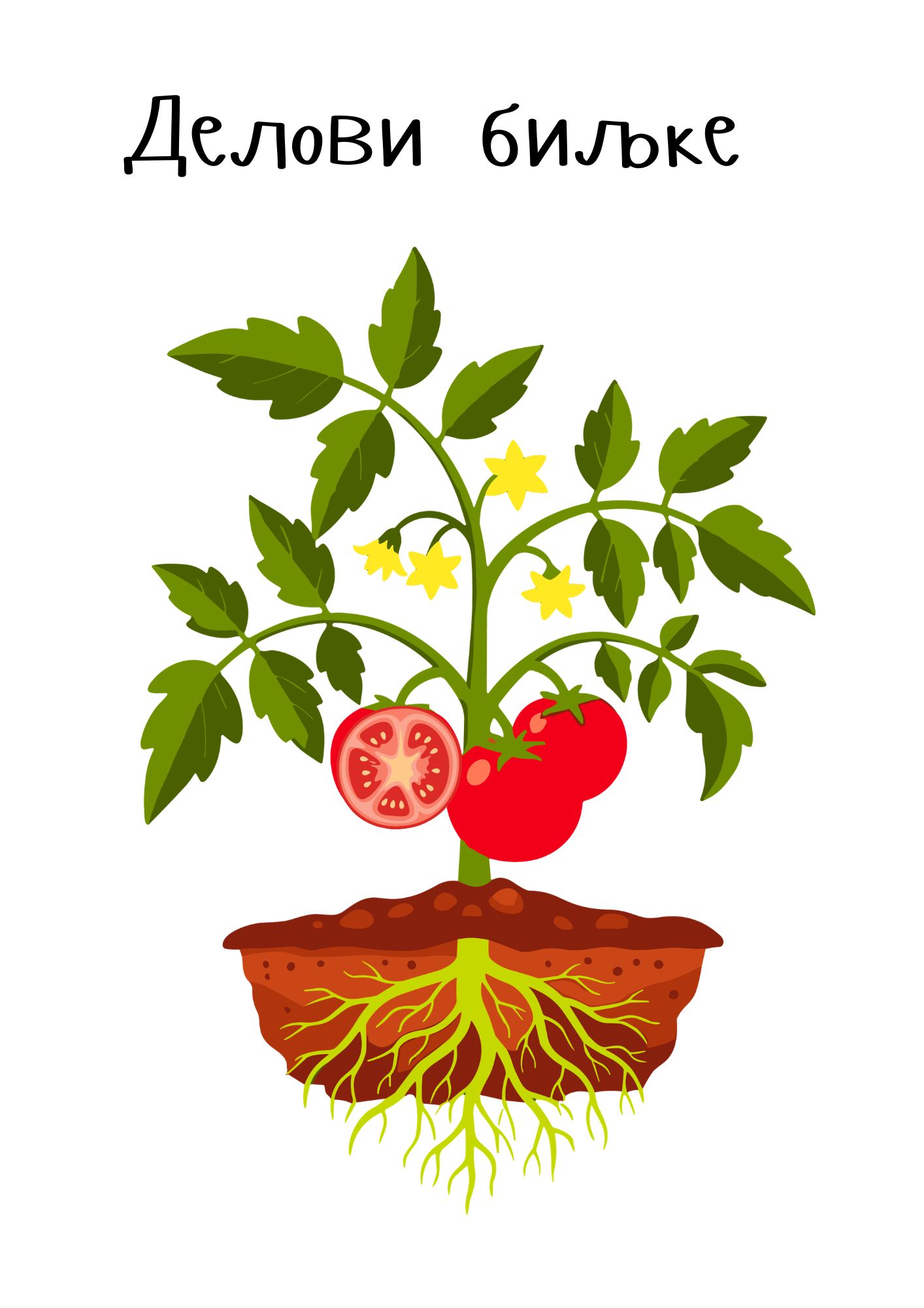 Delovi biljke – interaktivna slika + bonus PDF